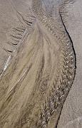 Beach Rivulet 1717a